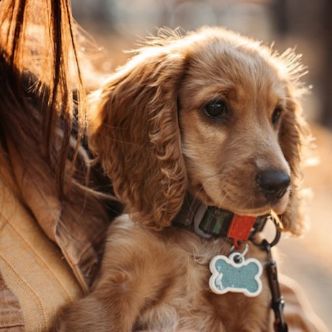 Spaniel puppy - Kennel Club Insurance