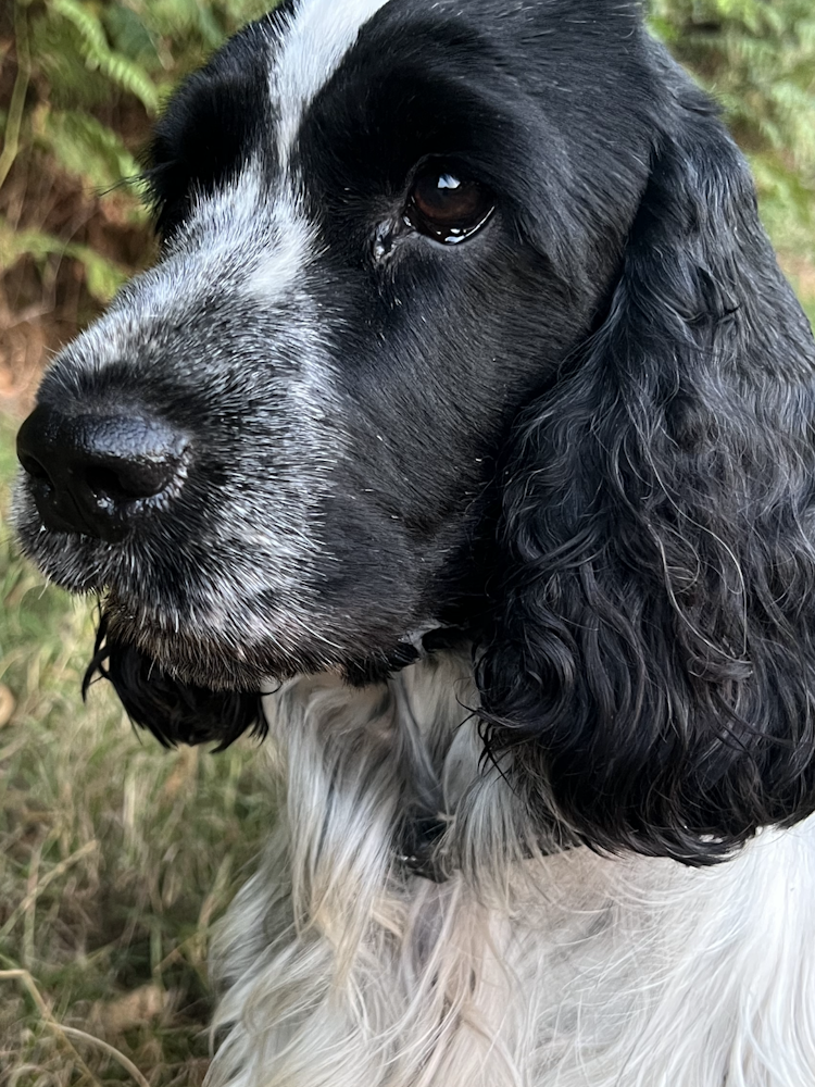 Close up of black and white Cocker Spaniel, Herbie