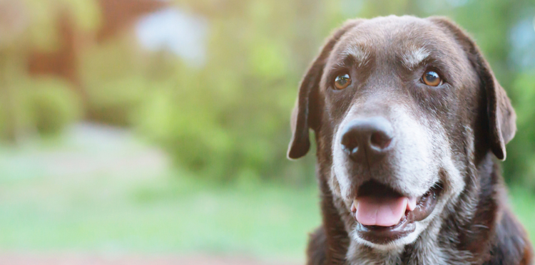Pet Insurance for Older Dogs