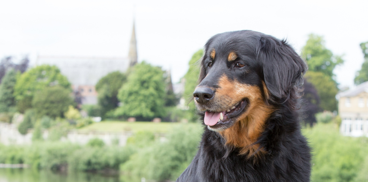 Kennel club online breeders list