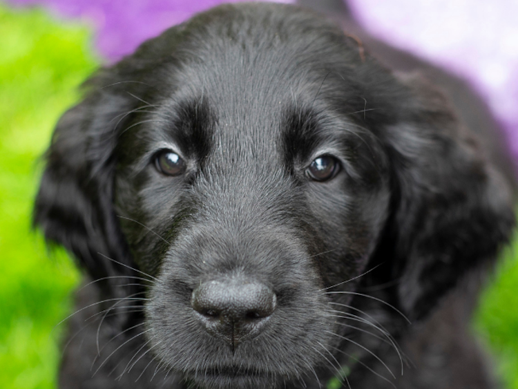 Black Labrador puppy - Kennel Club Insurance