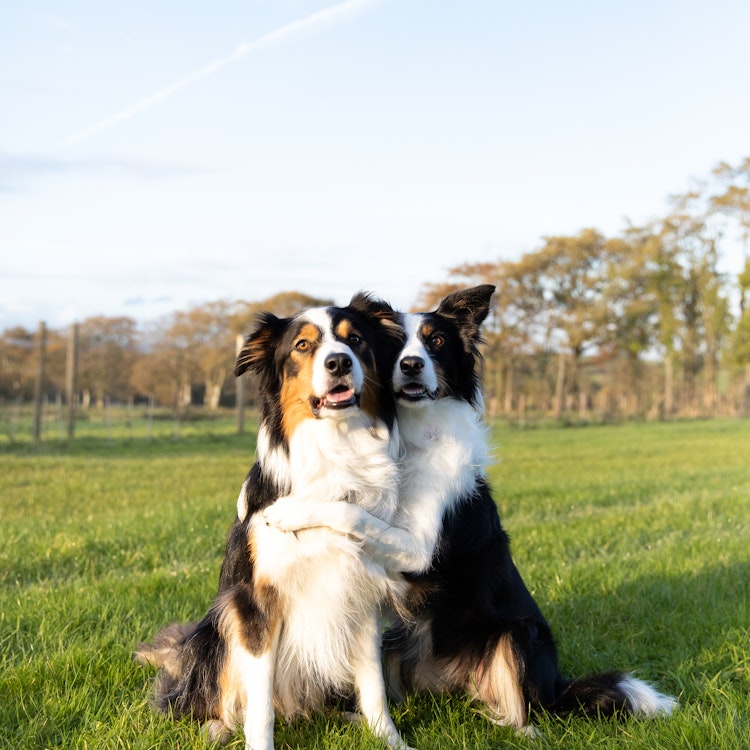 2 Border Collies hugging on the grass - Kennel Club Insurance