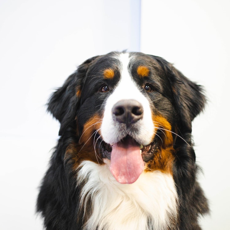 Bernese Mountain Dog - Kennel Club Insurance